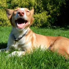 Foto eines fröhlichen Hundes auf einer Wiese